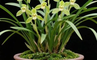 盆栽兰花如何养护欣赏？