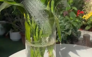 刚水培富贵竹怎么养才能活？