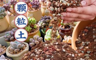 农村泥土能直接种多肉吗？