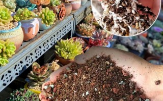 多肉土加锯末行吗？比例多少合适？