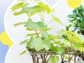 盆栽葡萄冬季施基肥要注意什么？