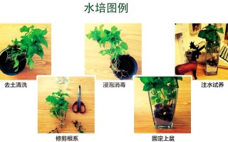 水培植物如何延长换水间隔？