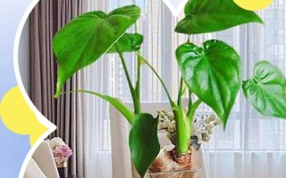 盆栽滴水观音养护关键是什么？