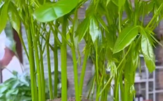 水培发财树生新芽换叶子正常吗？