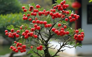 山楂盆栽用什么土最好？