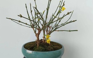 盆栽桃花怎么送才有心意？