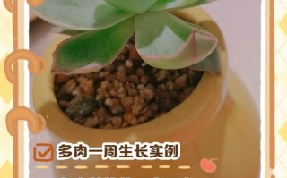 多肉植物成长过程有哪些关键阶段？