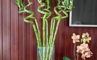 水培开运竹发黄咋解决？