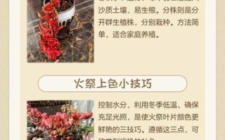 火祭怎么养才红？养护技巧有哪些？