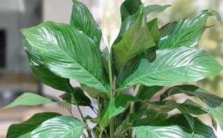 水培白掌能转土培吗？