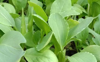 白菜花盆栽怎么种？关键步骤有哪些？