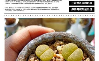 多肉开花是惊喜还是消耗？