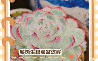 多肉多头繁殖，分株还是扦插？