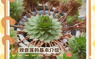 观音莲繁殖方法有哪些？