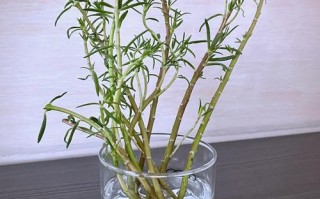 水培太阳花寿命究竟有多长？