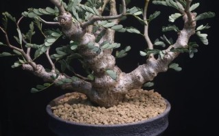 多肉盆景树根怎么造型才好看？