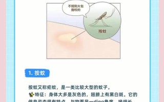 多肉为何招蚊子？家里养多肉蚊子多怎么办？