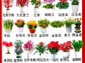 大型盆栽花卉名字有哪些？