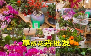 花卉盆栽电商批发平台靠谱吗？