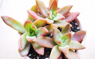 多肉泡多菌灵后必须晾干吗？