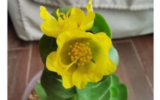 金钱木图片怎么养？