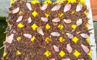 多肉小苗扦插后几天浇水合适？