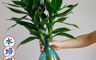 水培观音竹水位加多少水合适？