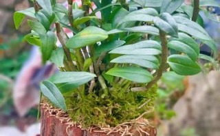 浙江铁皮石斛盆栽怎么种才好活？