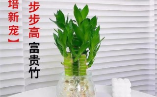 粗水培竹子为何不长高？