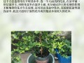 家里盆栽植物怎么浇水