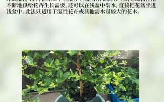 家里盆栽植物怎么浇水