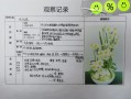 水仙花水培计划怎么写？关键步骤有哪些？