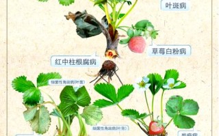 盆栽草莓怎么养才能结果多？