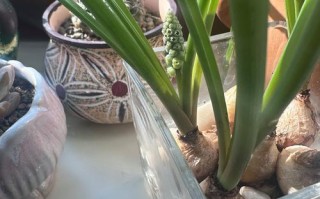 水培风信子发霉了怎么办？