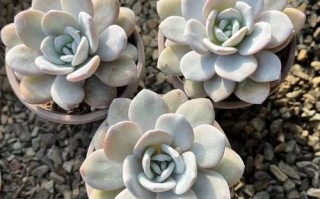 多肉雪莲品种有哪些？