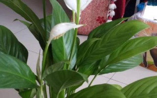 水培白掌黄叶是缺水还是生病了？