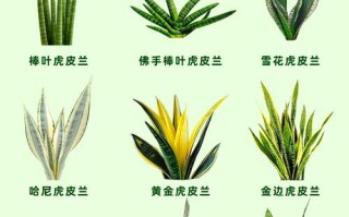 虎尾兰能水培吗？