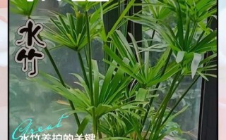 水培竹子如何养才能旺盛？