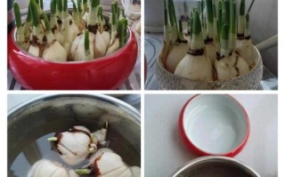 水培水仙花浇水有啥讲究？