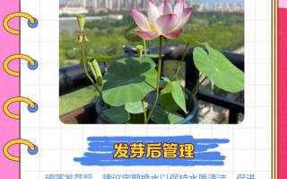 碗莲发芽后怎么种？