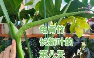 龟背竹水培能长出新叶吗？