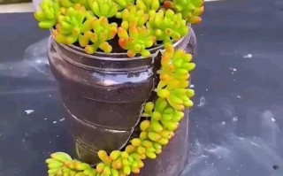 自制多肉盆栽图片大全
