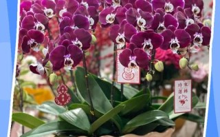 兰花盆栽怎么养才好？