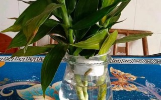 水培莲花竹怎么安全过冬