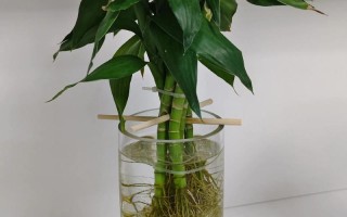 秋冬水培绿植，哪些好养又抗寒？