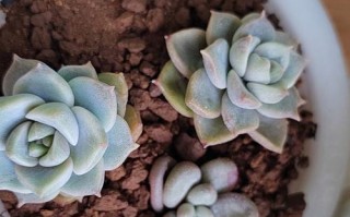 白美人的拉丁名是什么？