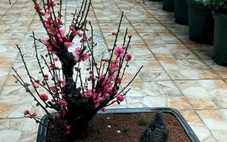 盆栽梅花冬天能养活吗？