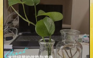 无叶绿萝根，水培能活吗？
