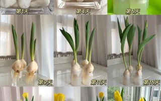盆栽郁金香花栽培关键要点是什么？
