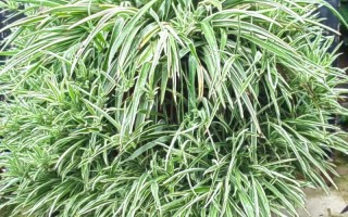 小吊兰何时该从水培转土培？